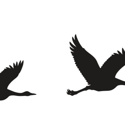 Ducks Flying Row Thumbnail