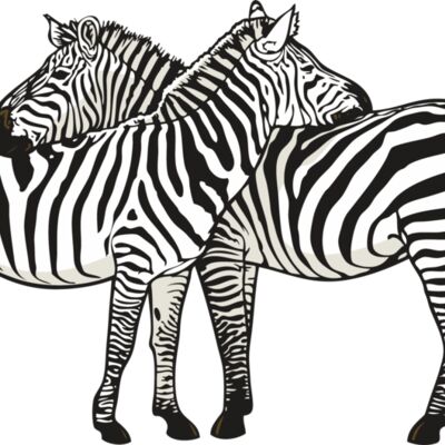 Pair Zebras Thumbnail